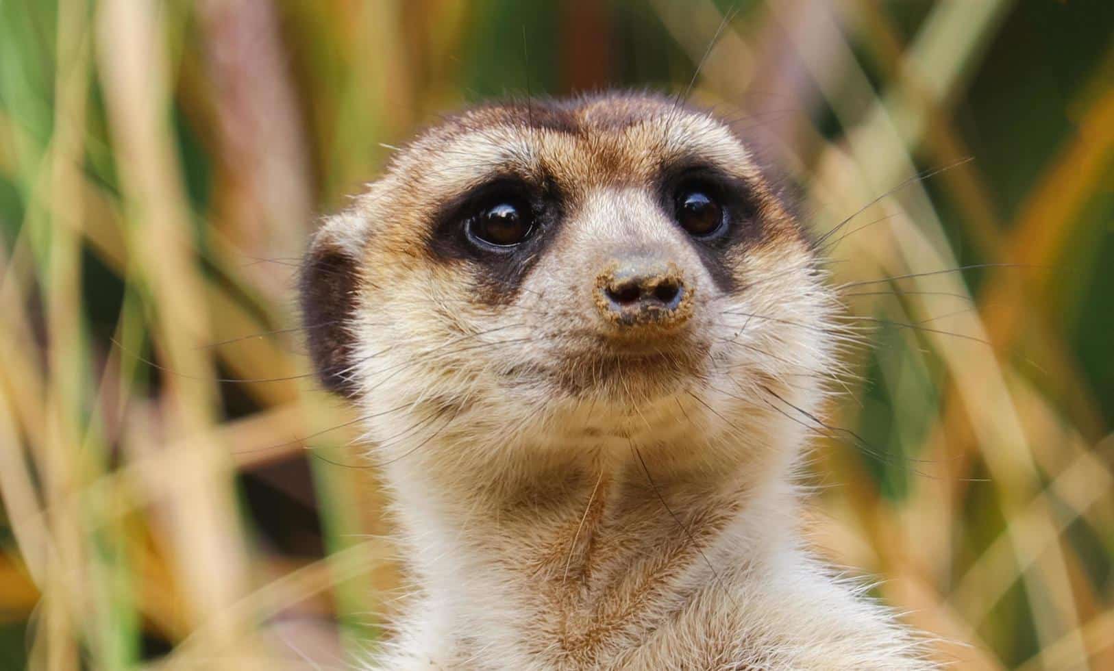 Suricata