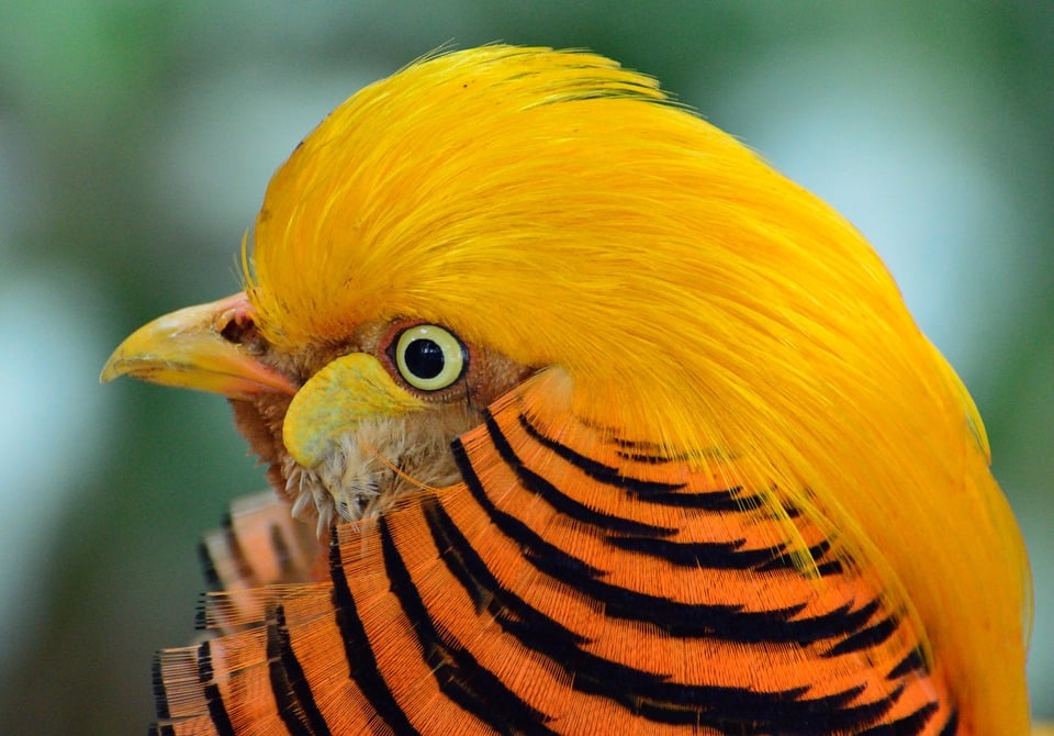 Faisán dorado