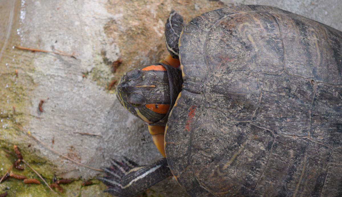Tortugas del Bioparque La Rocha