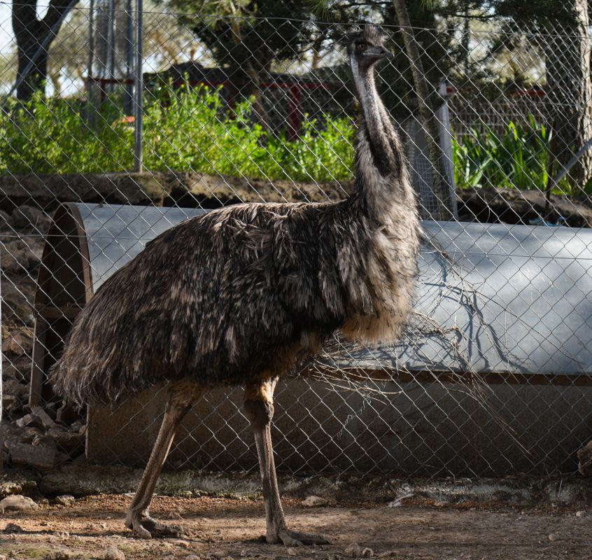 Ave del Bioparque La Rocha