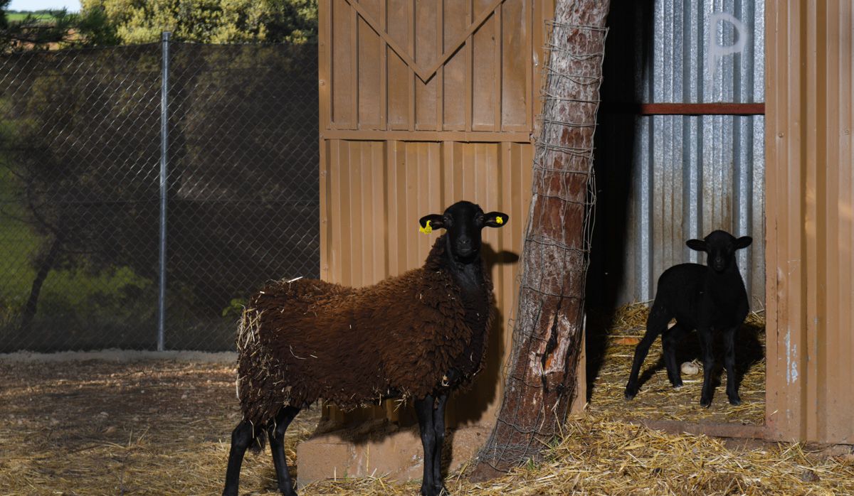Mamífero del Bioparque La Rocha