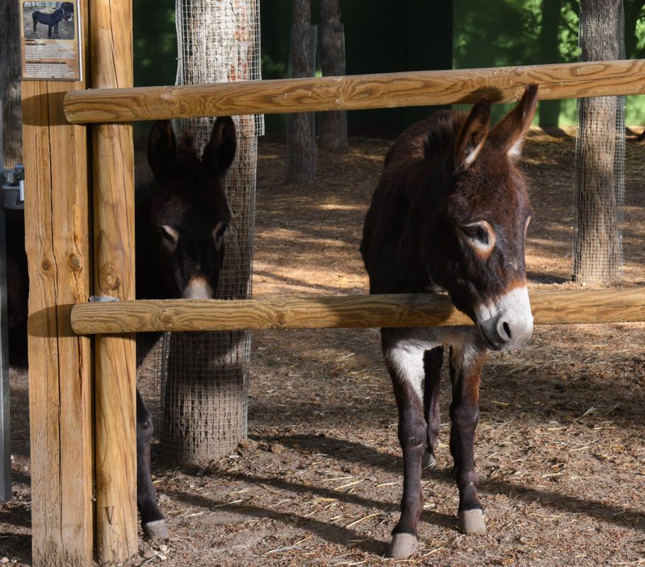 Mamífero del Bioparque La Rocha