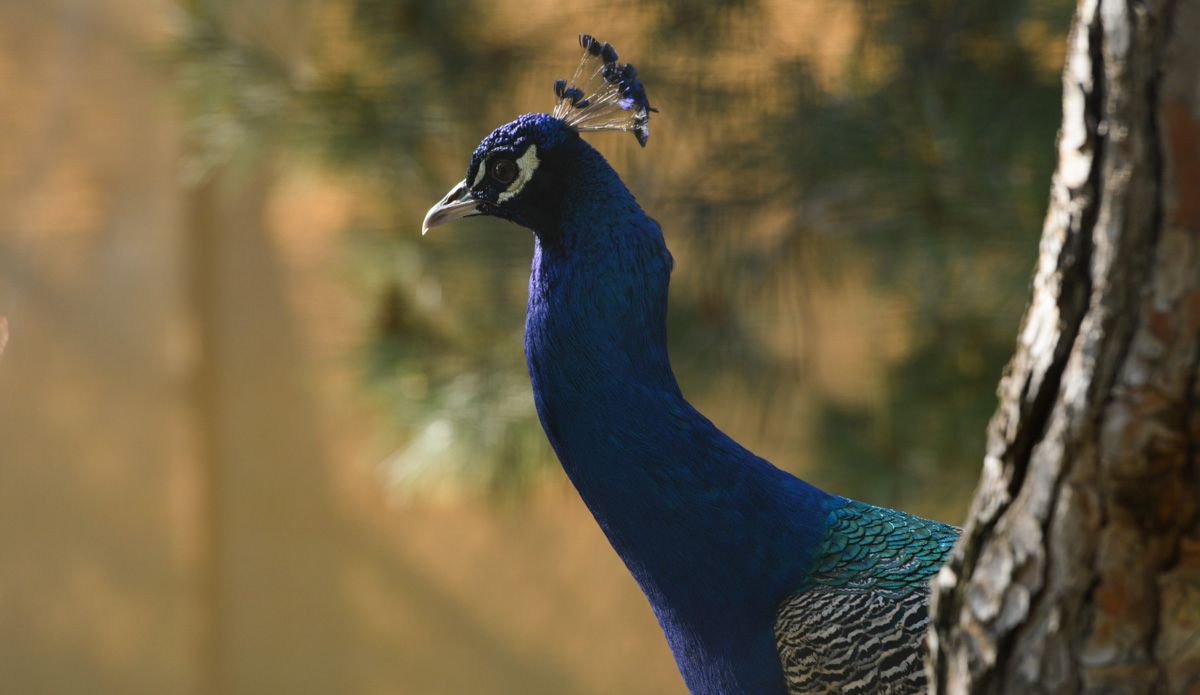 Ave del Bioparque La Rocha