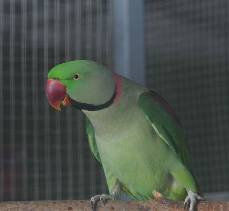 Ave del Bioparque La Rocha