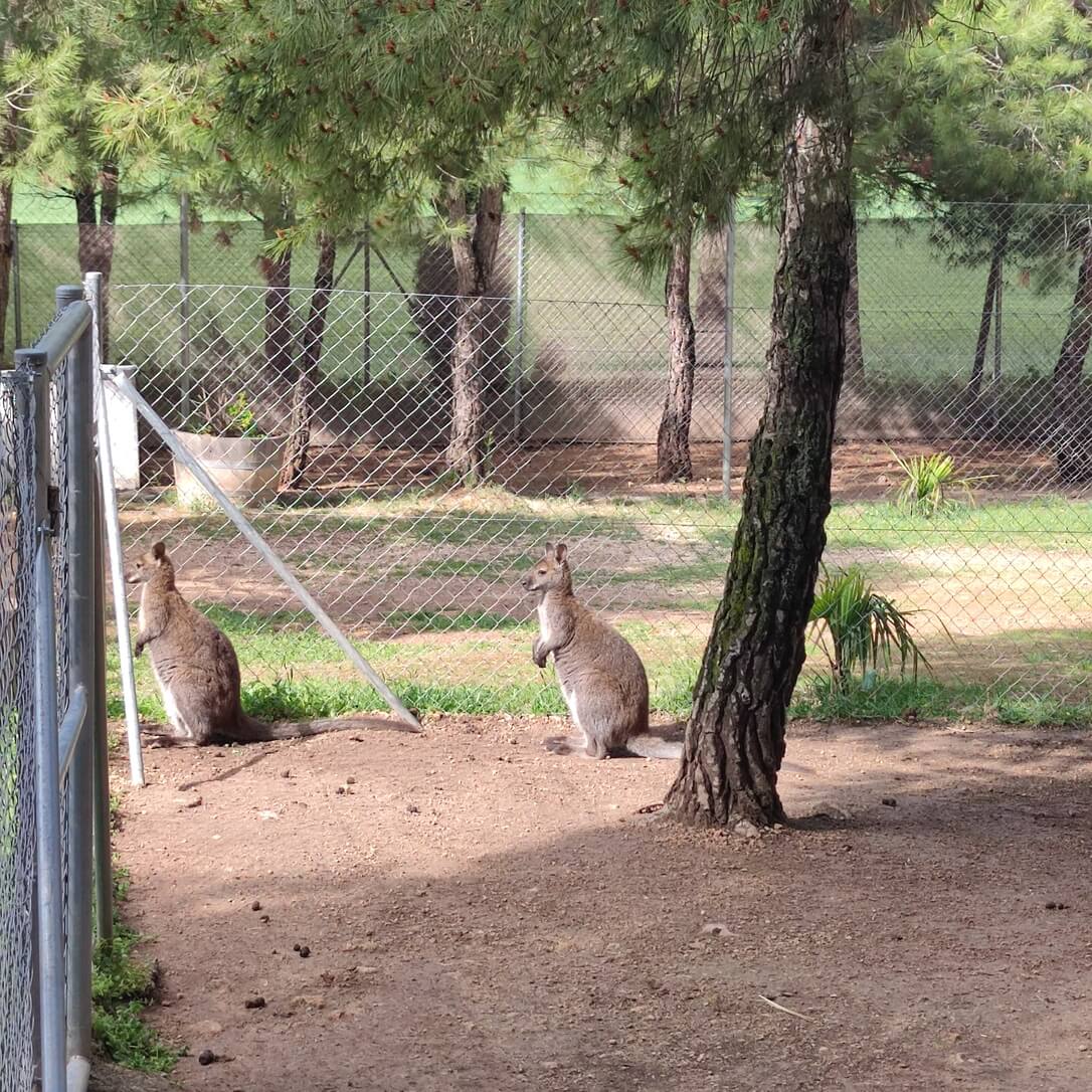 Mamífero del Bioparque La Rocha