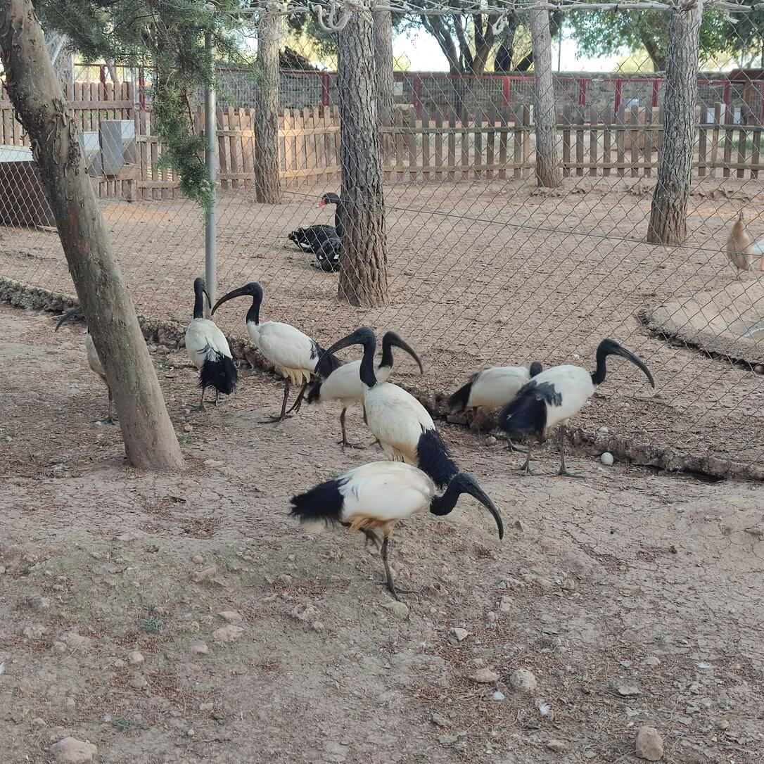 Ave del Bioparque La Rocha