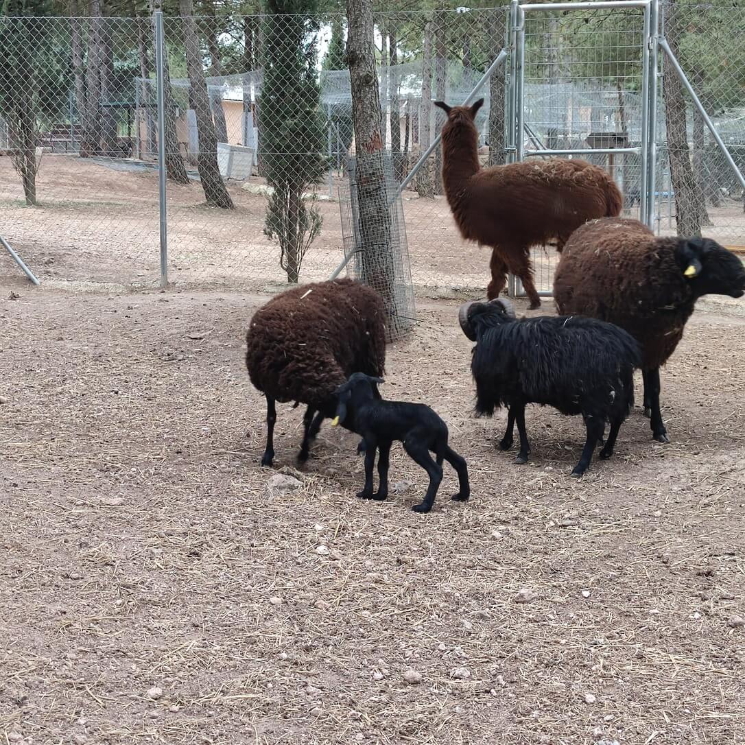 Mamífero del Bioparque La Rocha