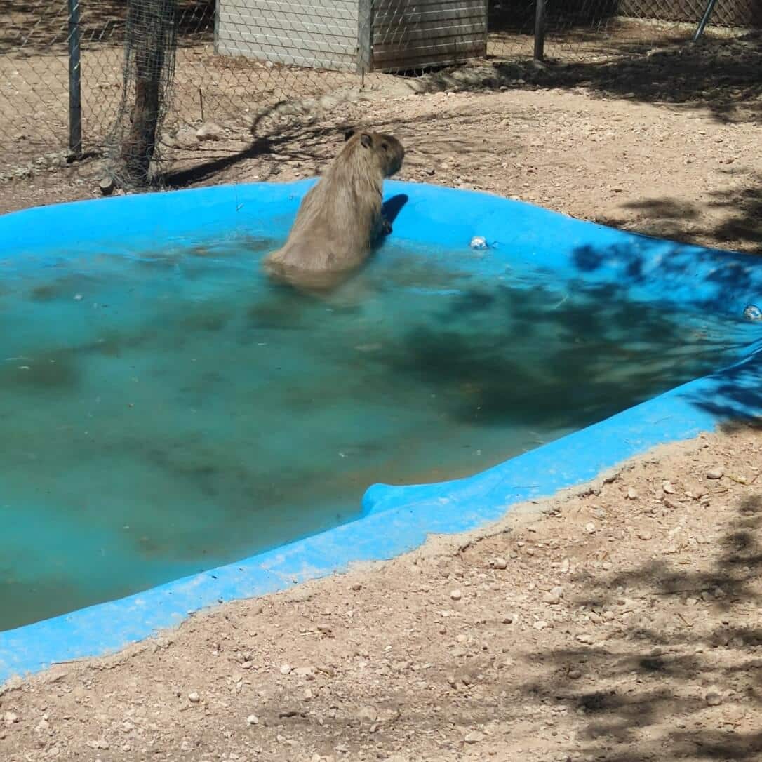 Mamífero del Bioparque La Rocha