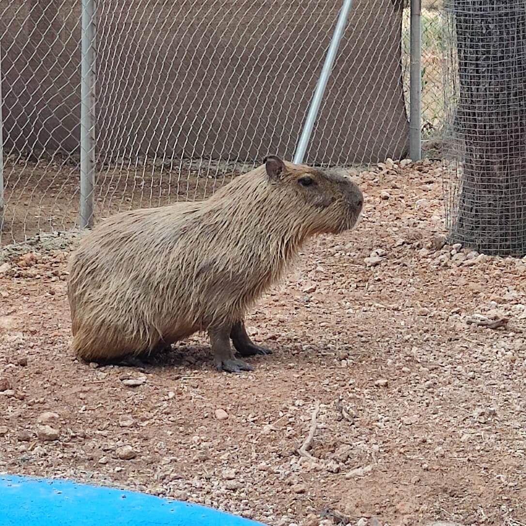 Mamífero del Bioparque La Rocha