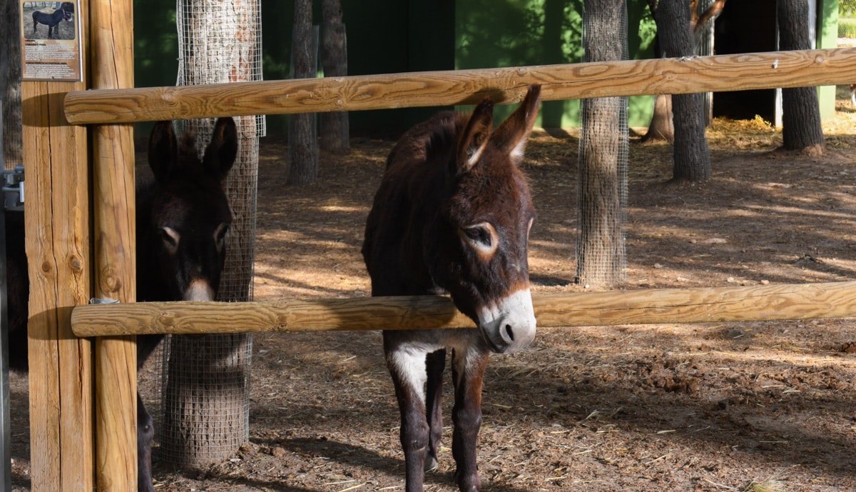 Mamíferos del Bioparque La Rocha