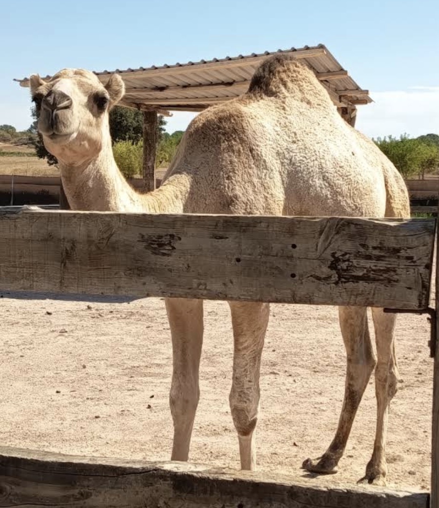 Dromedario en Bioparque La Rocha