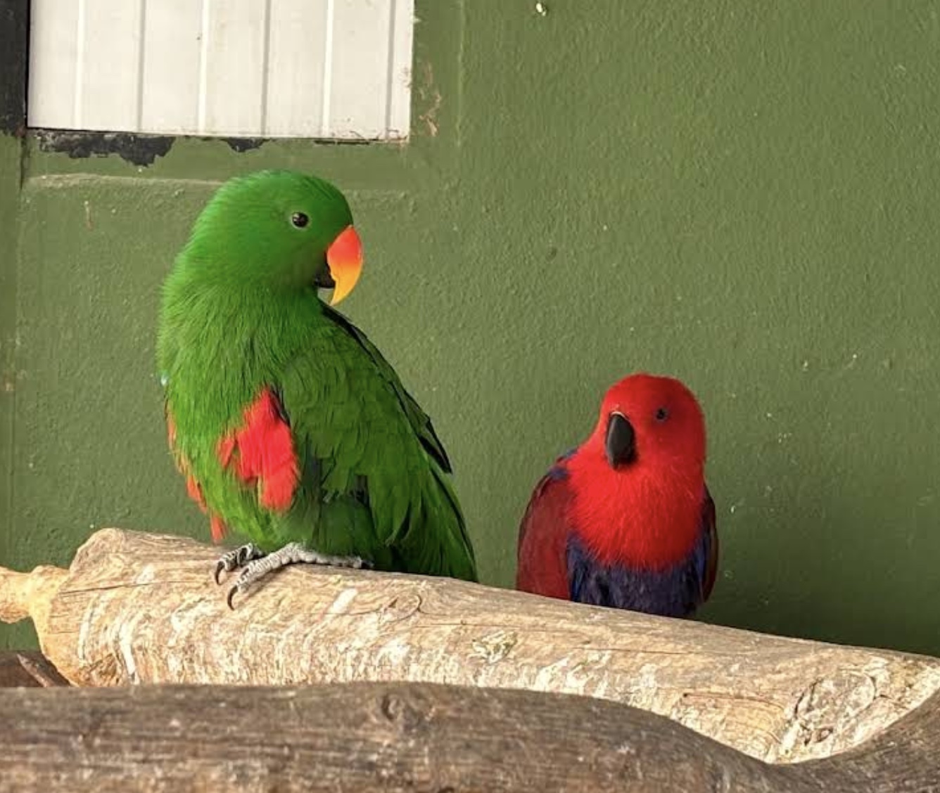 Loros eclectos macho y hembra en Bioparque La Rocha