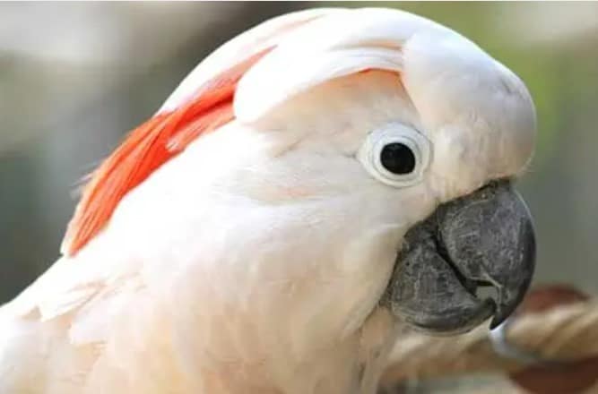 Cacatúa de las Molucas