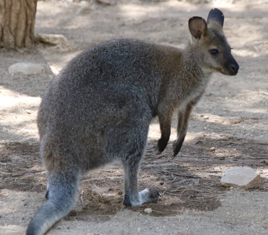 Wallaby de Bennet en Bioparque La Rocha