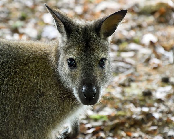 Wallaby de Bennet